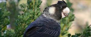 Carnaby's Cockatoo