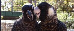 Carnaby's Black Cockatoo
