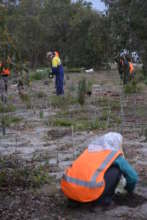 Essential tree planting for Cockatoo habitat