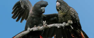 Red Tail Black Cockatoo