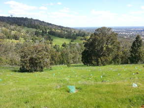View of the city across the old orchard