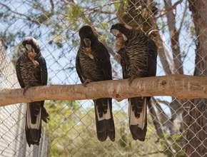 Enjoying some seeds!