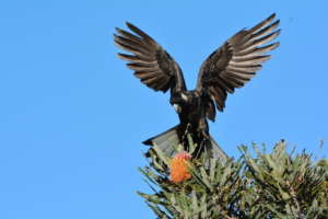 The majestic Carnaby's Black Cockatoo