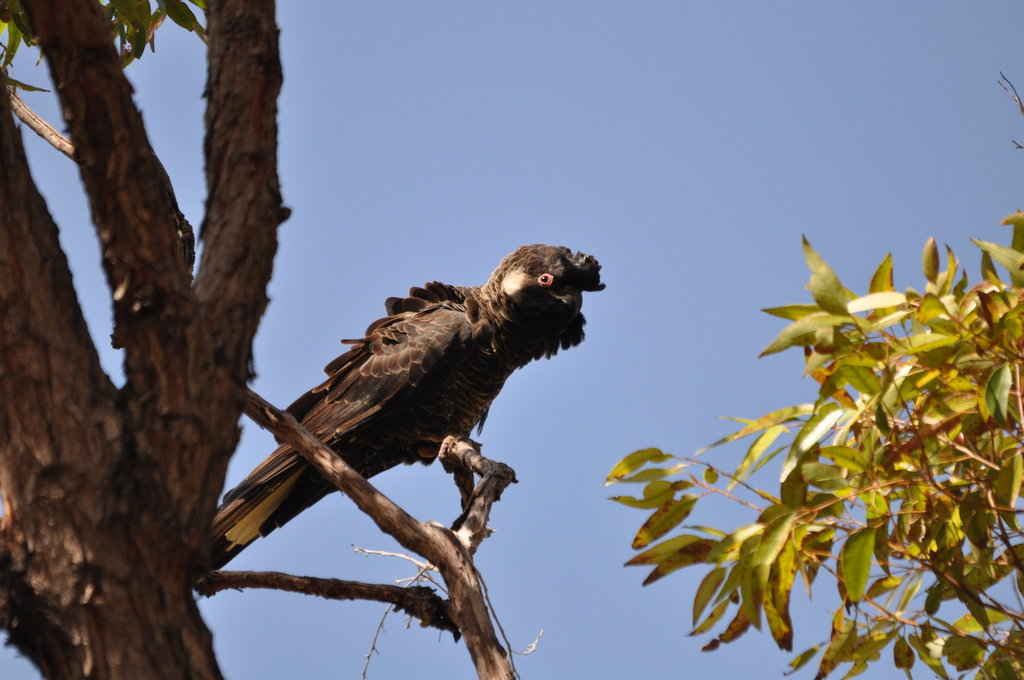 Carnaby's and Red-tailed Black Cockatoo Project