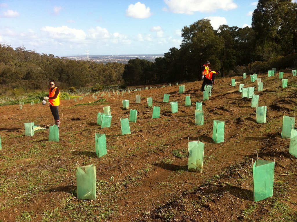 Carnaby's and Red-tailed Black Cockatoo Project