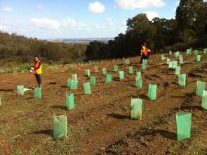 Volunteers planting trees for cockatoo habitat