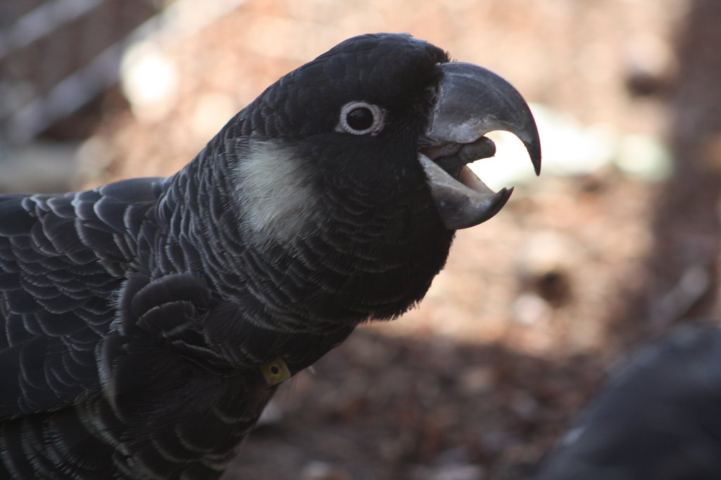 Carnaby's and Red-tailed Black Cockatoo Project