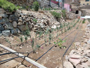 The school vegetable garden