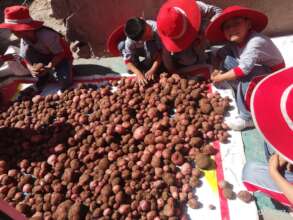 Potatoes in Peru