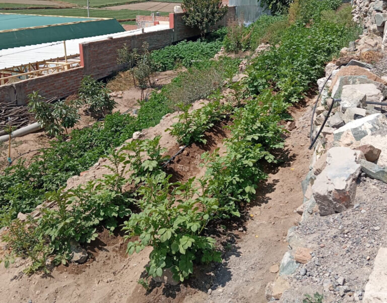 Education & nutrition for children in Peru