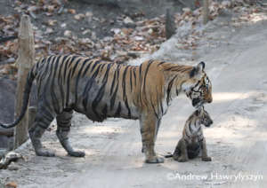 Community projects are protecting wild tigers