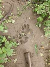 Tiger Tracks - Phoenix Fund