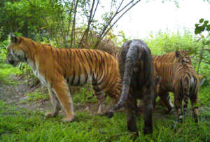 Kaziranga tigers caught on camera trap