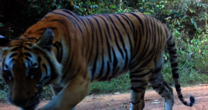 Tiger Camera Trap Image