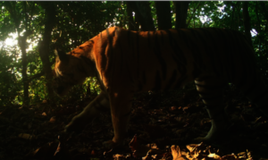 Tiger Camera Trap Image (2)