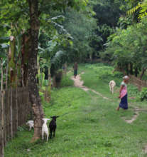 Goats as part of the Karbi Tribe programme