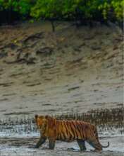 Tiger: Credit - Satyaki Naha