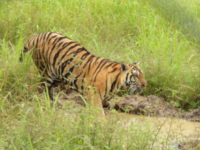 Indochinese Tiger - Credit Freeland