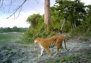 A Kaziranga tiger caught on camera for the census