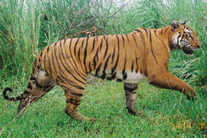 Showing his best side one of Kaziranga's tigers