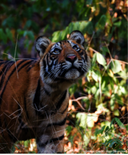 Tiger: Alan Seymour