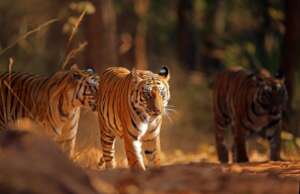 Indochinese Tiger - Surya Ramachandran