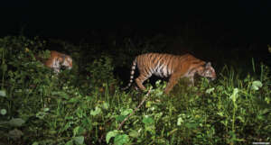Camera Trap Images of Tigers. Credit Freeland.