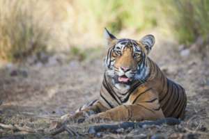 A young male at home in the wild