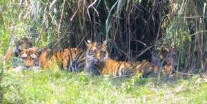 The Kaziranga tiger family