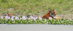 Mother and cub cooling off