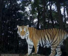 Tiger caught on a camera trap