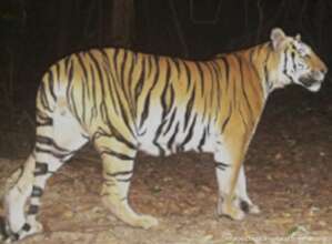 Tiger caught on a camera trap