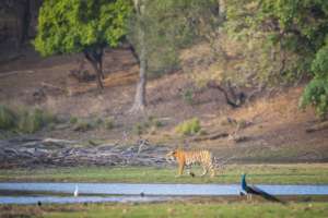 Your support helps keep tigers wild and free