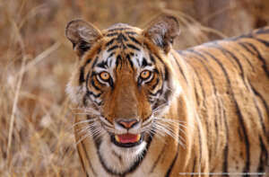 Tiger - Surya Ramachandran