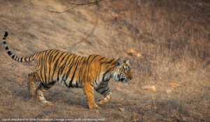 Tiger - Credit Matt Armstrong-Ford