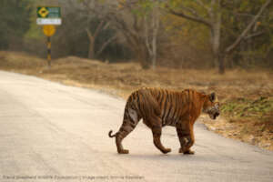 Tiger - Credit Nithila Baskaran