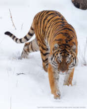 Siberian Tiger: Alexander Ratnikov