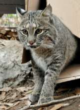 Cat Ballou the Bobcat