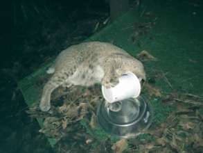 Ballou the bobcat-Cup with food and spices