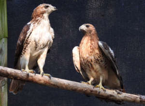 Beakers (left) & Koko red-tailed hawks