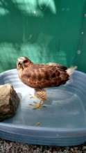 Delila the broad-winged hawk wading in a pool