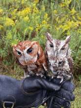 Ellis & Cricket screech owls