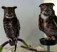 Our Great Horned Owls--Getting to Know Each Other