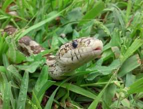 Legs corn snake slithering in the grass