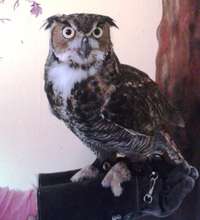 Great horned owl with head, neck & wing injuries