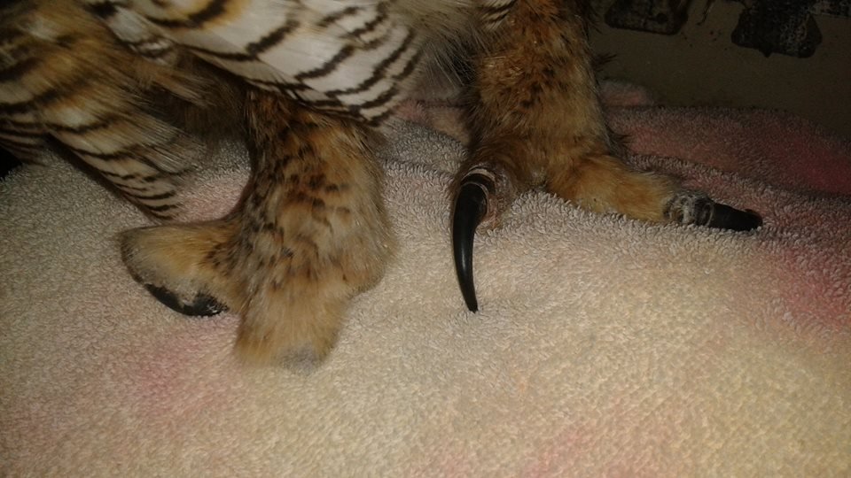 Great horned owl with foot injuries