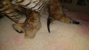 Great horned owl with foot injuries