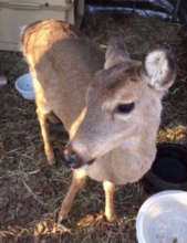 Sassy the deer in her habitat