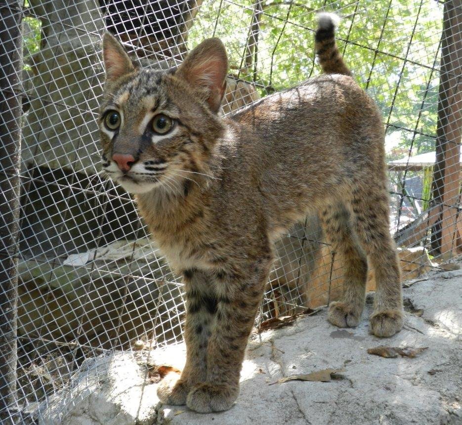 Savannah the Bobcat as Youngster