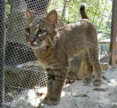 Savannah the Bobcat as Youngster